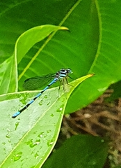 Argia concinna
