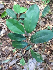 Mimusops andongensis