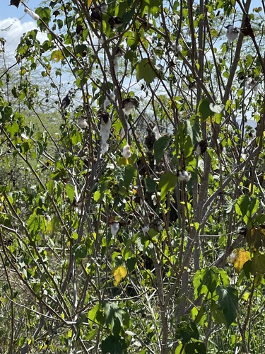Gossypium hirsutum