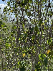 Gossypium hirsutum