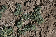 Nama californica