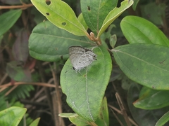 Sinthusa chandrana