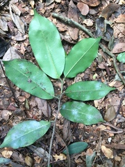 Mimusops andongensis