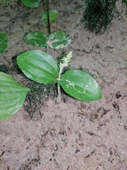 Neottia convallarioides