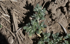 Nama californica