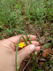 Hypoxis hirsuta