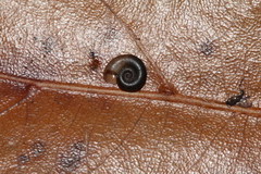 Helicorbis cantori