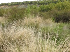 Dipsacus fullonum