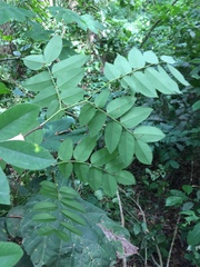 Distemonanthus benthamianus