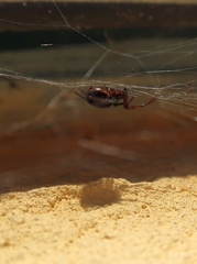 Steatoda castanea