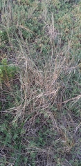 Thinopyrum distichum