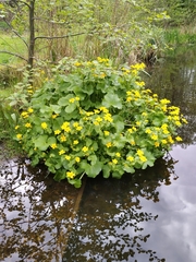 Caltha palustris