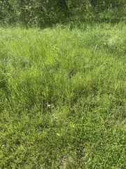 Bouteloua dactyloides