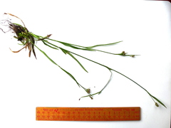 Luzula multiflora multiflora