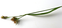 Luzula multiflora multiflora