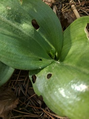 Platanthera macrophylla