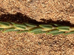 Phylica pulchella