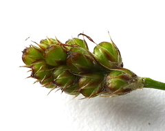 Luzula multiflora multiflora