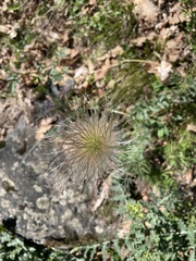 Pulsatilla montana
