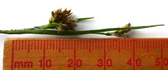 Luzula multiflora multiflora