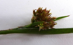 Luzula multiflora multiflora