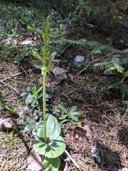 Platanthera hookeri