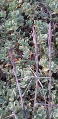 Thinopyrum distichum