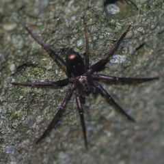 Sagana rutilans