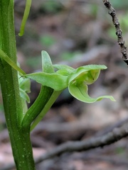 Platanthera hookeri