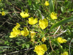 Potentilla humifusa