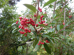 Photinia davidiana