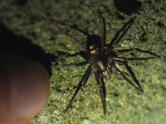 Sagana rutilans