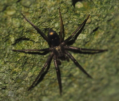 Sagana rutilans