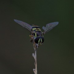 Ischiodon