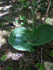 Platanthera macrophylla