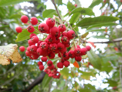 Photinia davidiana