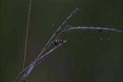 Ischiodon