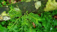 Dichaea hookeri