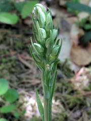Platanthera macrophylla