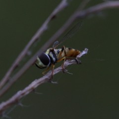 Ischiodon