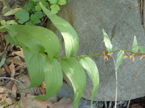 iNaturalist observation photo of Stream Orchid