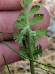 Botrychium michiganense