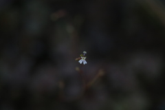 Stylidium tenerum