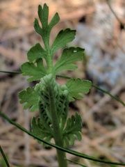 Botrychium michiganense