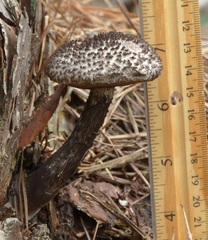 Strobilomyces confusus