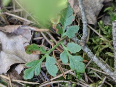 Sceptridium multifidum