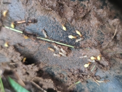 Globitermes sulphureus