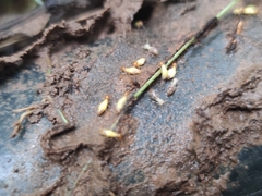 Globitermes sulphureus