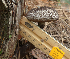 Strobilomyces confusus