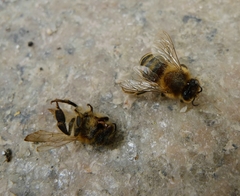 Apis mellifera